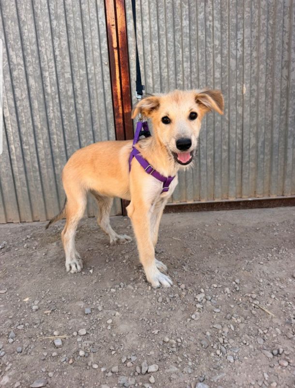 LOTTE - Chien à adopter