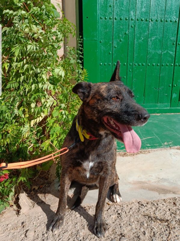 XÉNA - Chien à adopter - photo 2