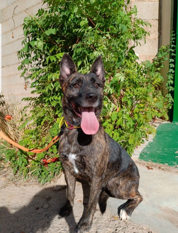 XÉNA - Chien à adopter