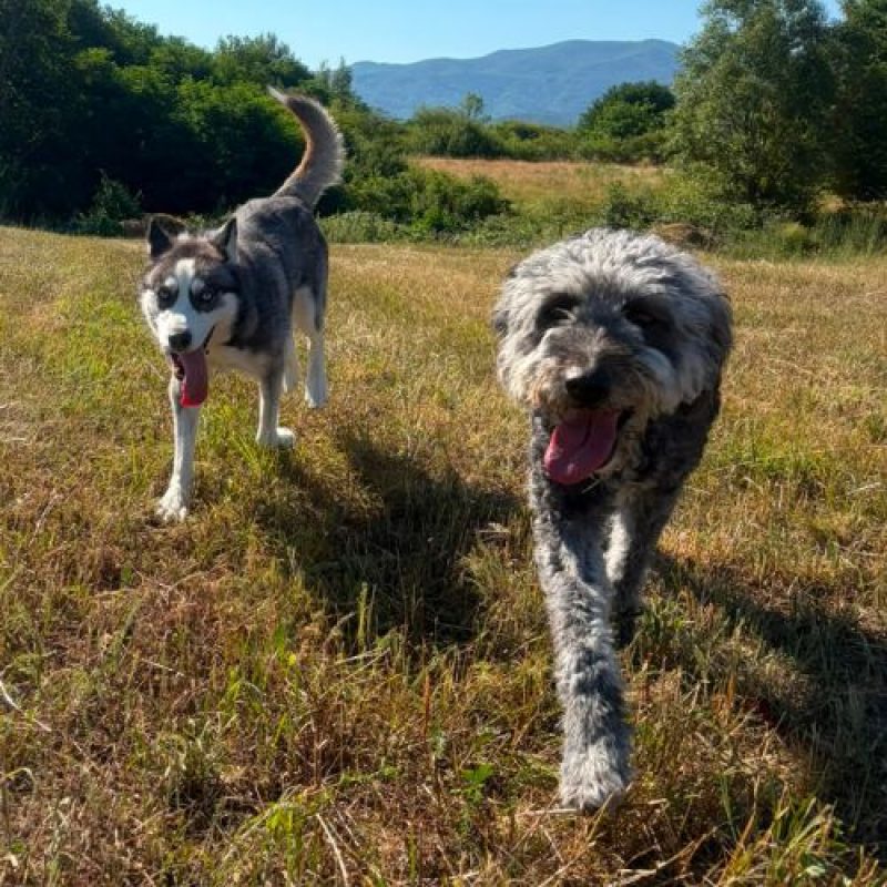 EMMA - Chien à adopter - photo 3