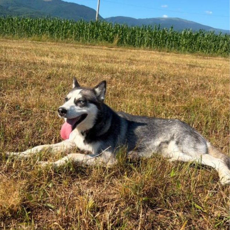 EMMA - Chien à adopter - photo 2