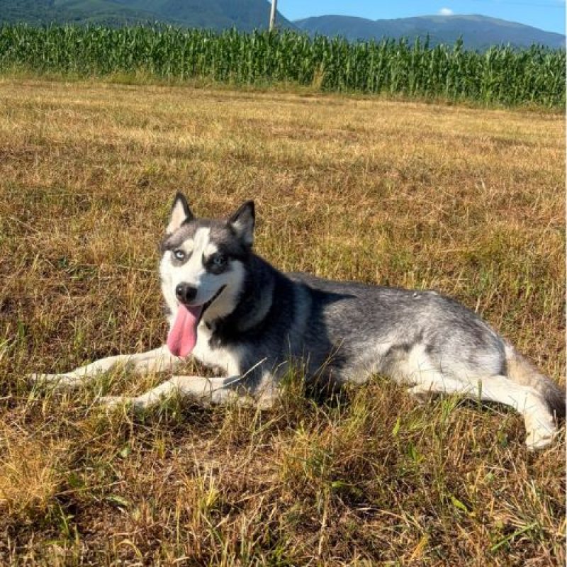EMMA - Chien à adopter - photo 4