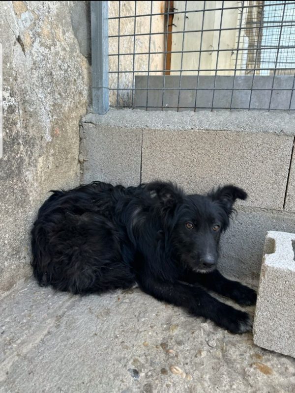 LAGARTA - Chien à adopter