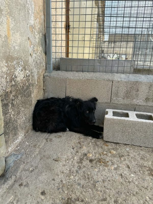 LAGARTA - Chien à adopter - photo 2