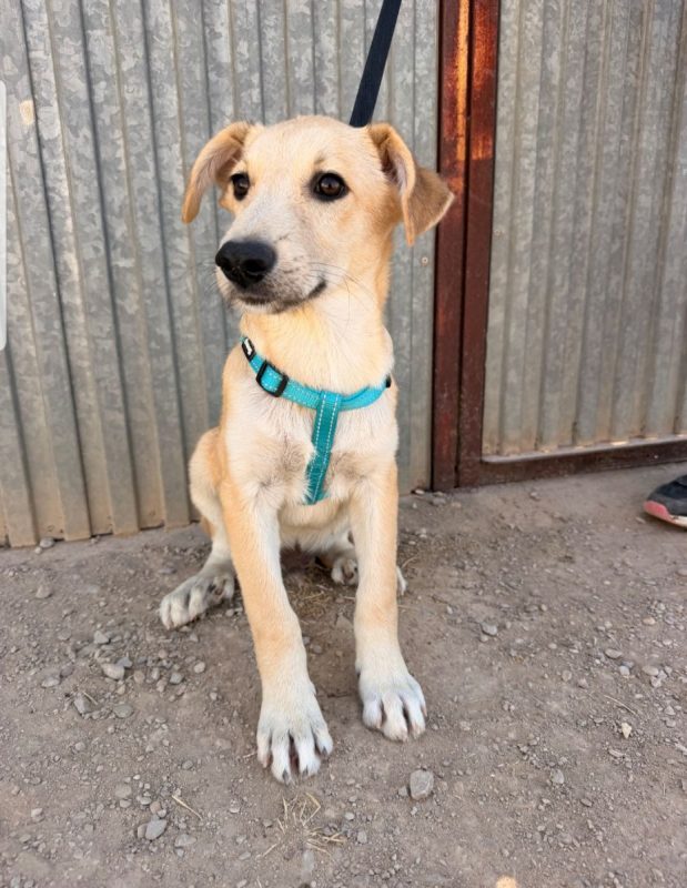 LEROY - Chien à adopter - photo 2