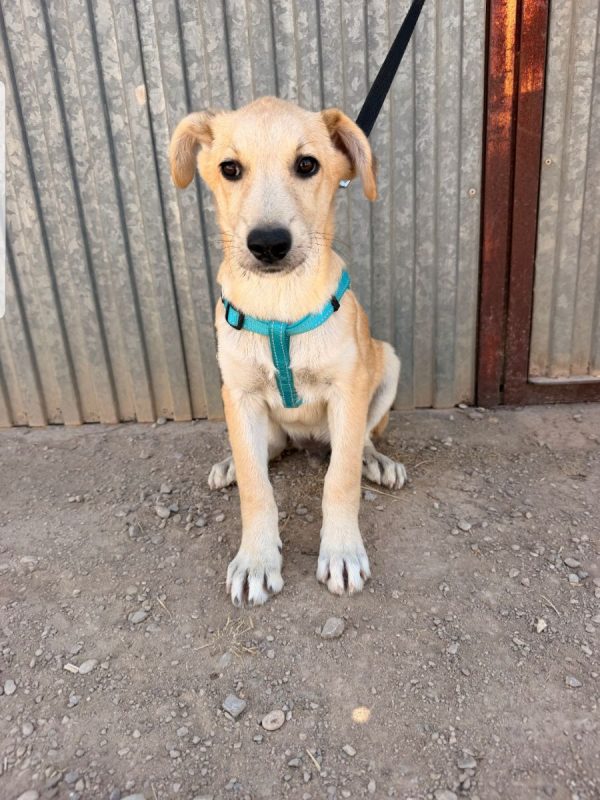 LEROY - Chien à adopter - photo 3