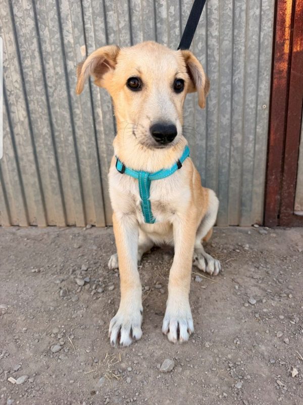 LEROY - Chien à adopter