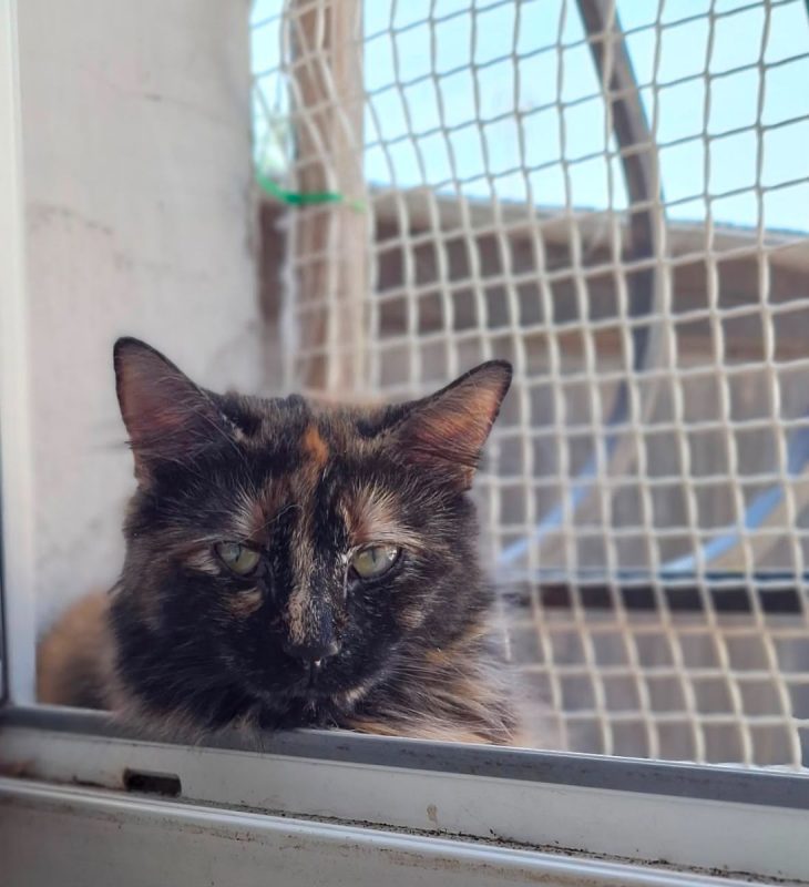 Nala - Chat à adopter - photo 5