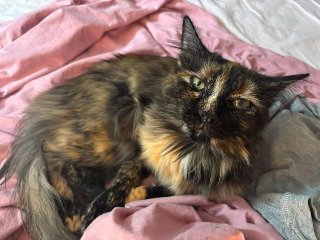 Nala - Chat à adopter