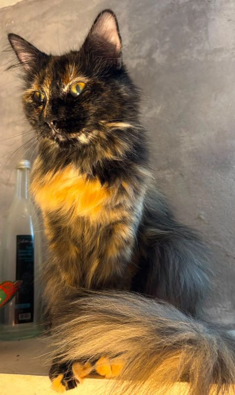 Nala - Chat à adopter - photo 3