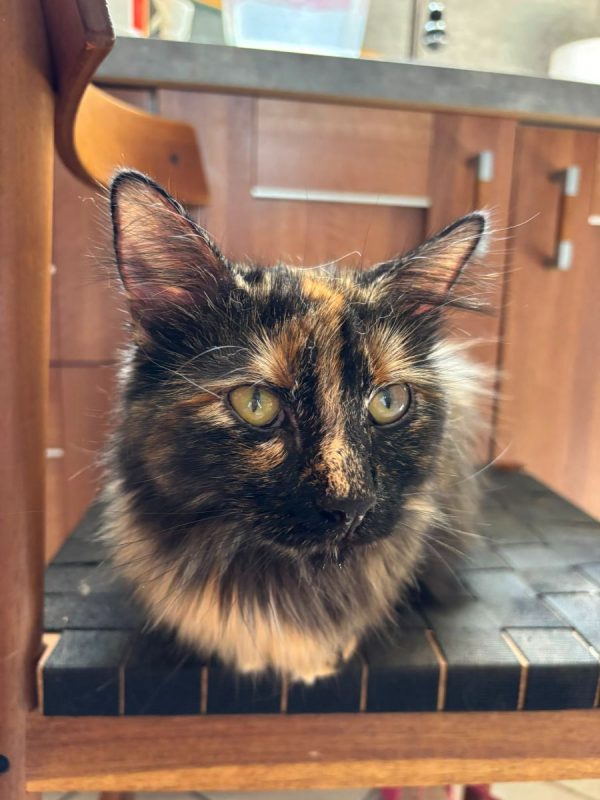 Nala - Chat à adopter - photo 4