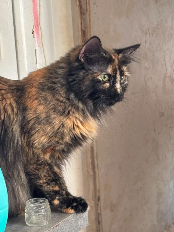 Nala - Chat à adopter - photo 6