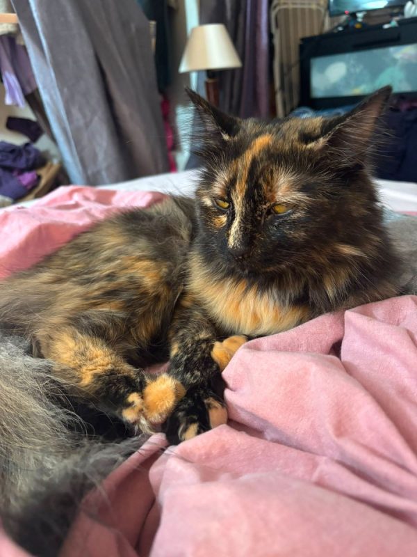 Nala - Chat à adopter - photo 2