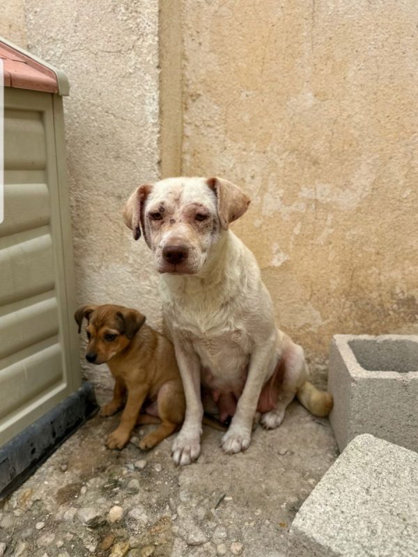 LUISE - Chien à adopter - photo 2