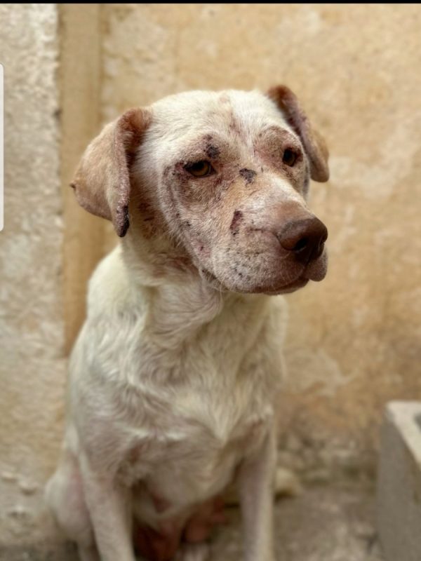 LUISE - Chien à adopter - photo 3
