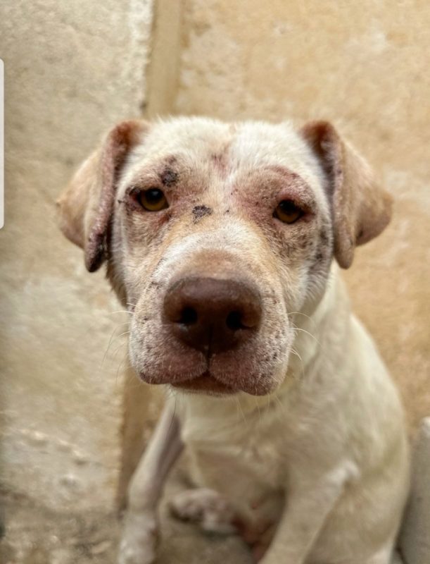LUISE - Chien à adopter