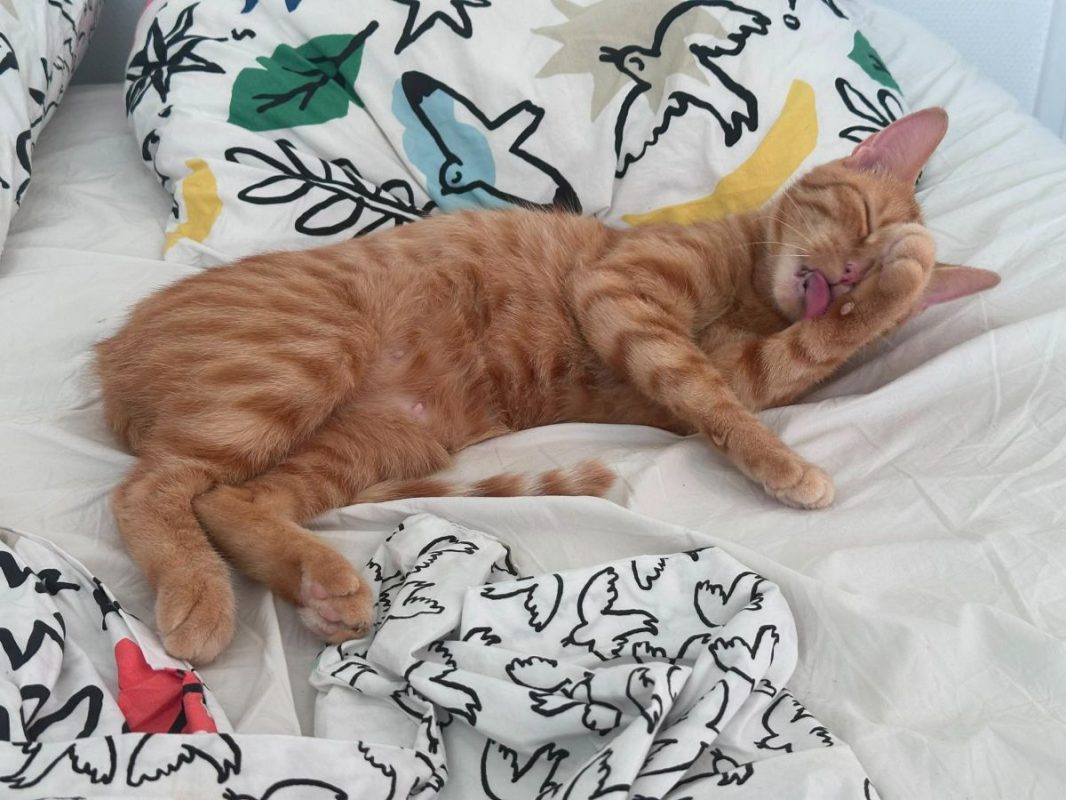 Lola - Chat à adopter - photo 4