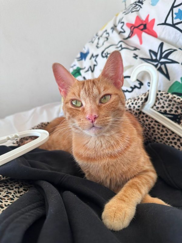 Lola - Chat à adopter - photo 2
