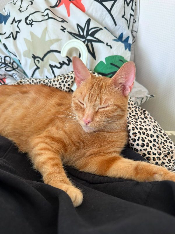 Lola - Chat à adopter - photo 5