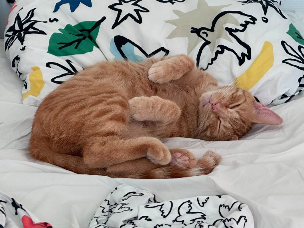 Lola - Chat à adopter - photo 3