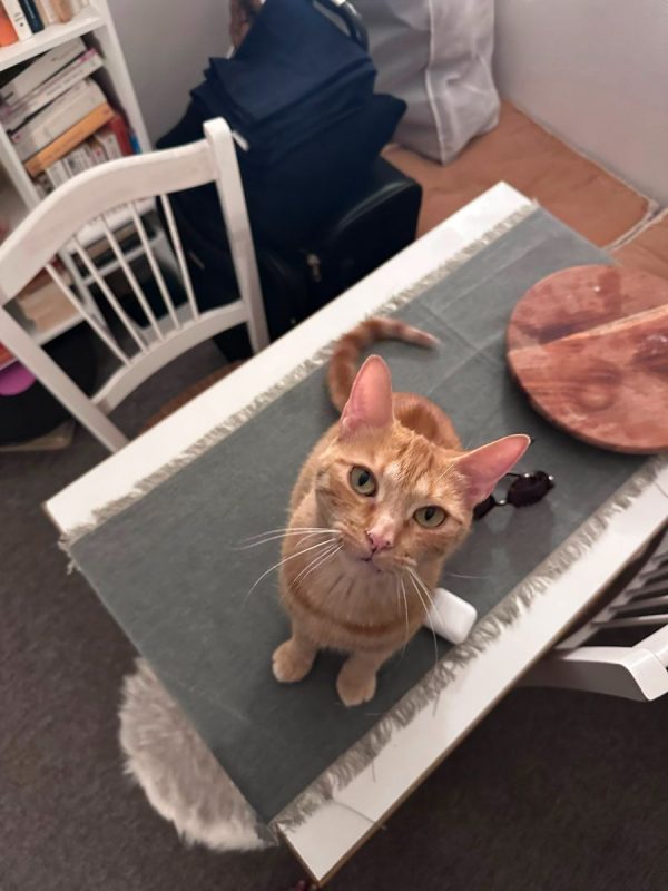 Lola - Chat à adopter