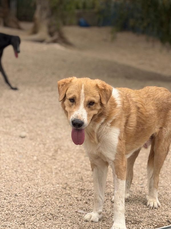 Guapo - Chien à adopter - photo 10