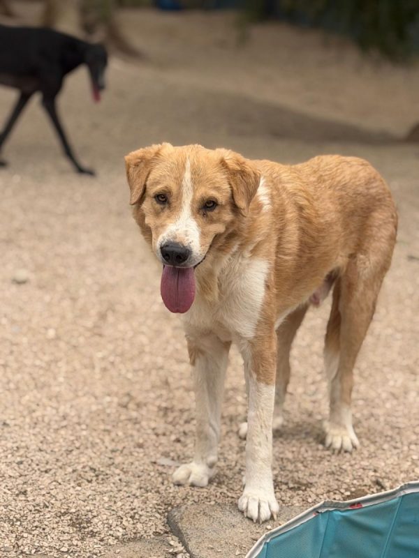 Guapo - Chien à adopter - photo 5