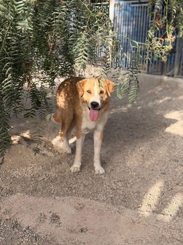 Guapo - Chien à adopter - photo 6