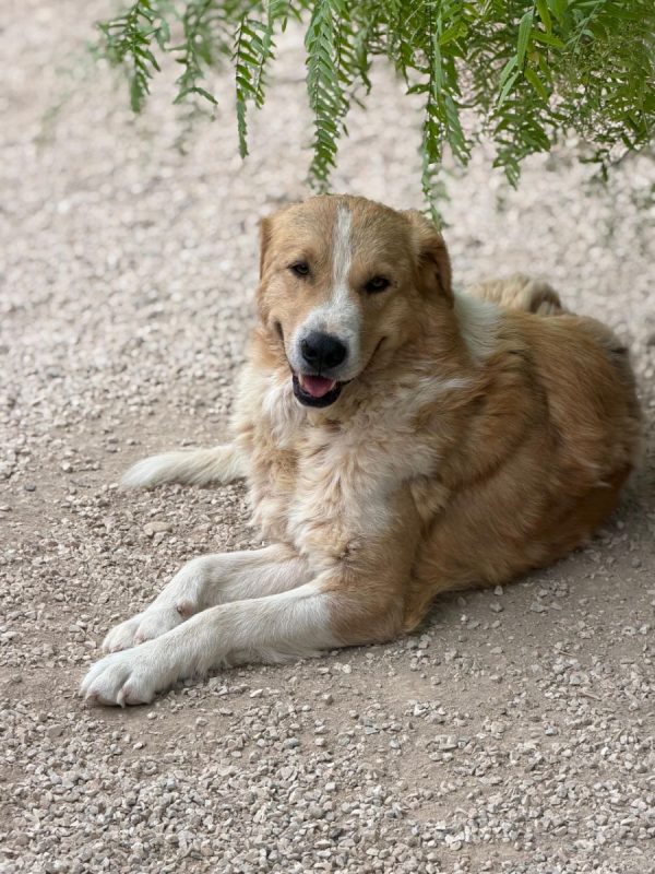 Guapo - Chien à adopter - photo 2