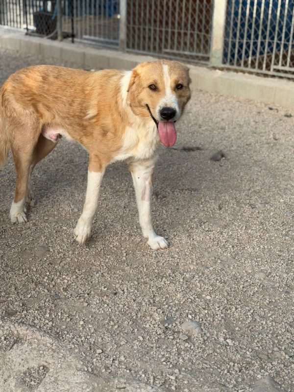 Guapo - Chien à adopter - photo 7