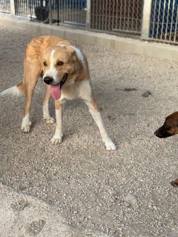 Guapo - Chien à adopter - photo 8