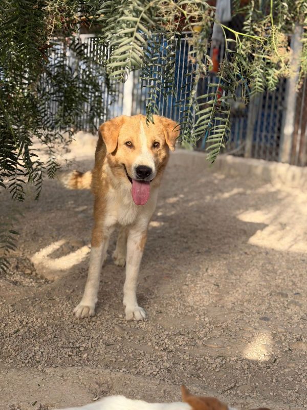 Guapo - Chien à adopter - photo 3