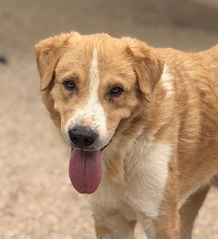Guapo - Chien à adopter