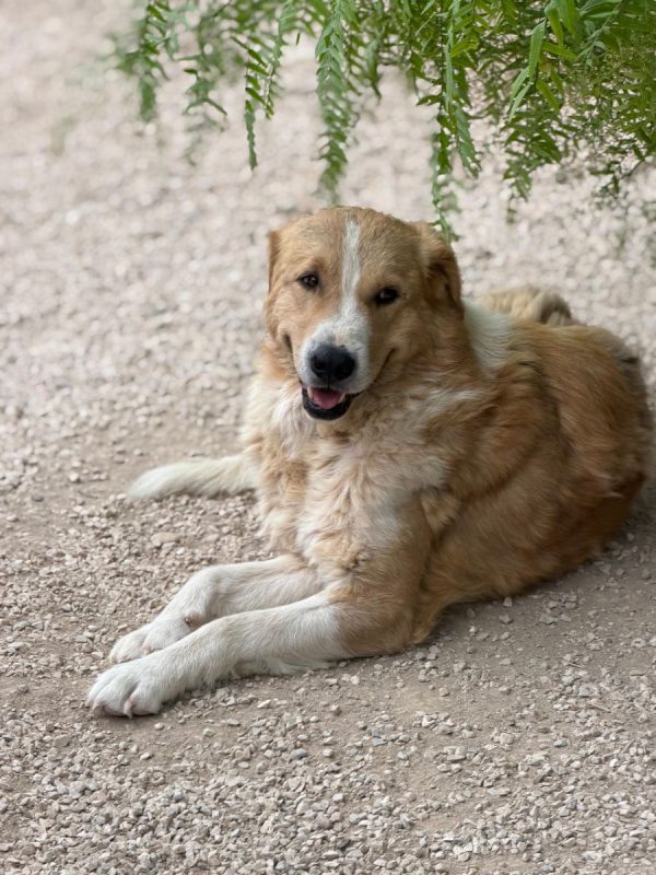Guapo - Chien à adopter - photo 9