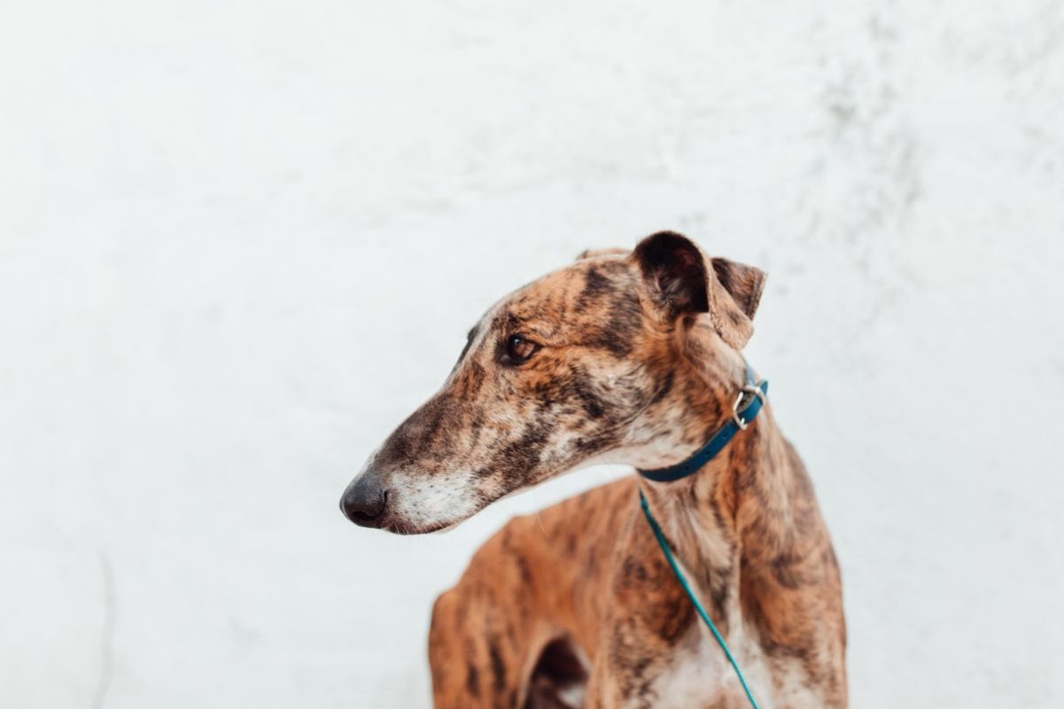 Juguetón - Chien à adopter - photo 4