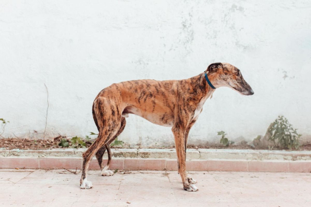 Juguetón - Chien à adopter - photo 3