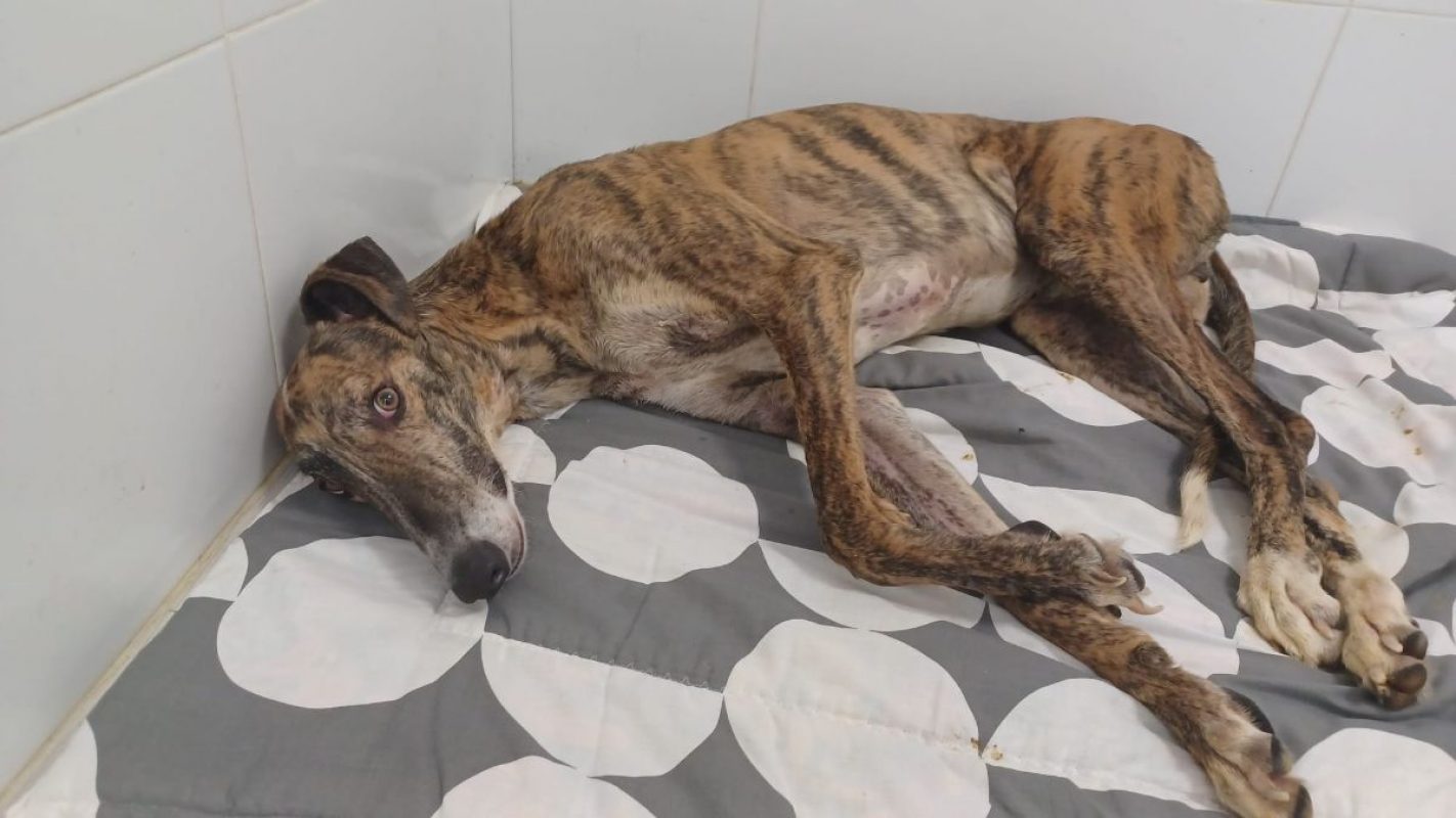 Juguetón - Chien à adopter - photo 6