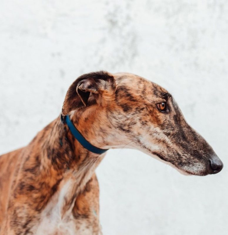 Juguetón - Chien à adopter