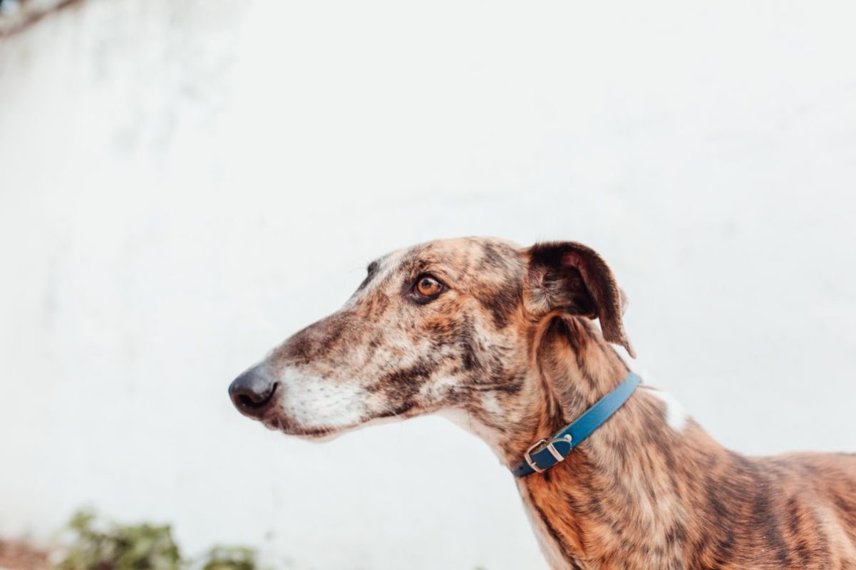 Juguetón - Chien à adopter - photo 10