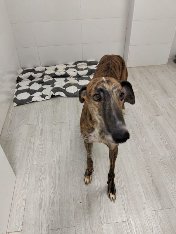 Juguetón - Chien à adopter - photo 9