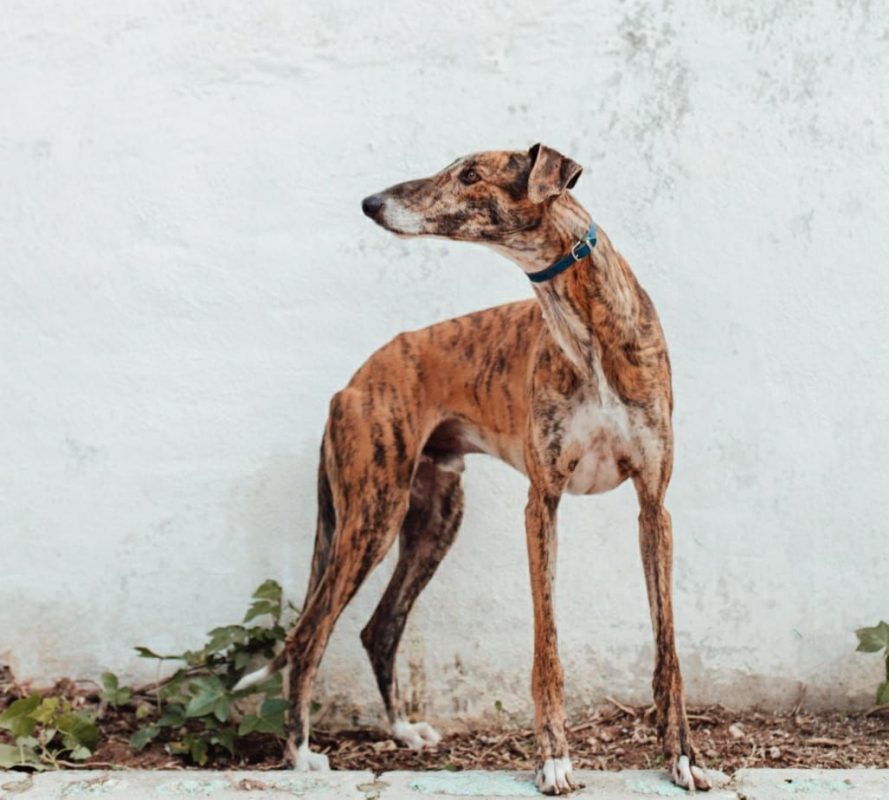 Juguetón - Chien à adopter - photo 2