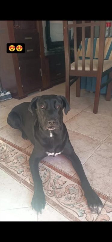 Patrona - Chien Labrador-Retriever à adopter - photo 3