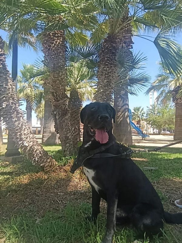 Patrona - Chien Labrador-Retriever à adopter - photo 2