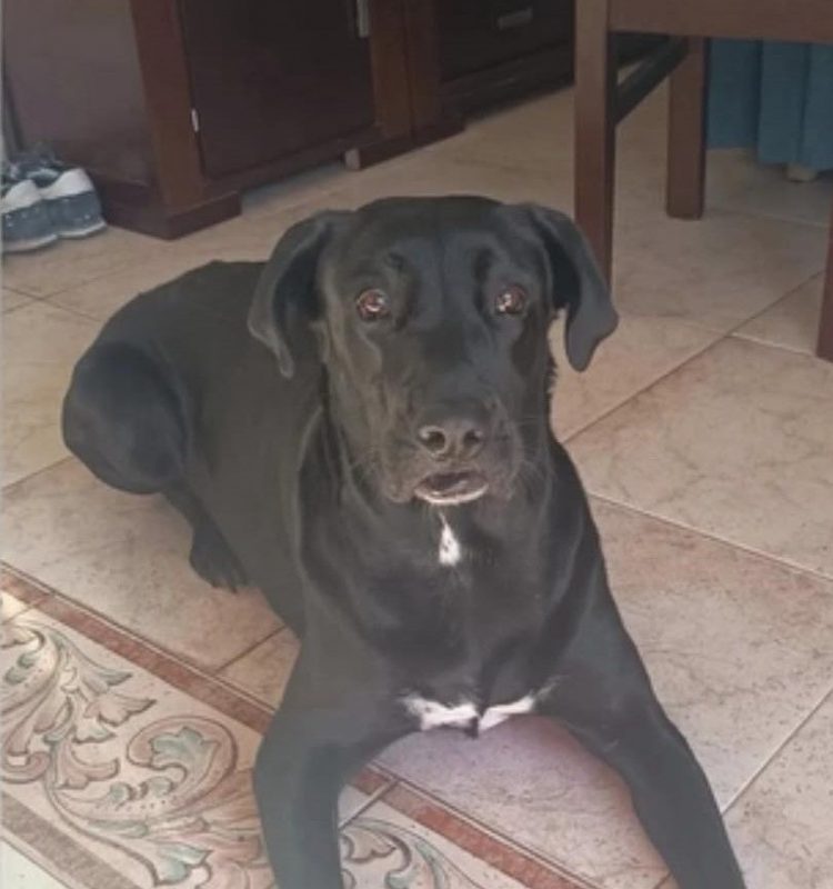 Patrona - Chien Labrador-Retriever à adopter