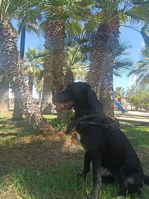 Patrona - Chien Labrador-Retriever à adopter - photo 4
