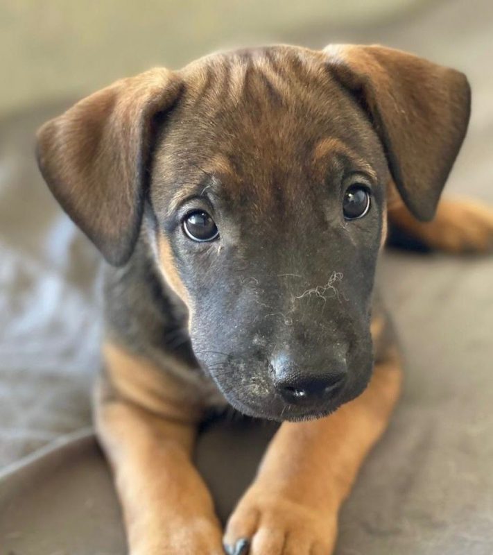 Zambia - Chien à adopter