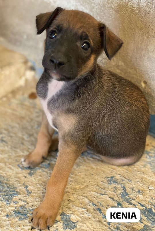 Kenia - Chien à adopter - photo 4
