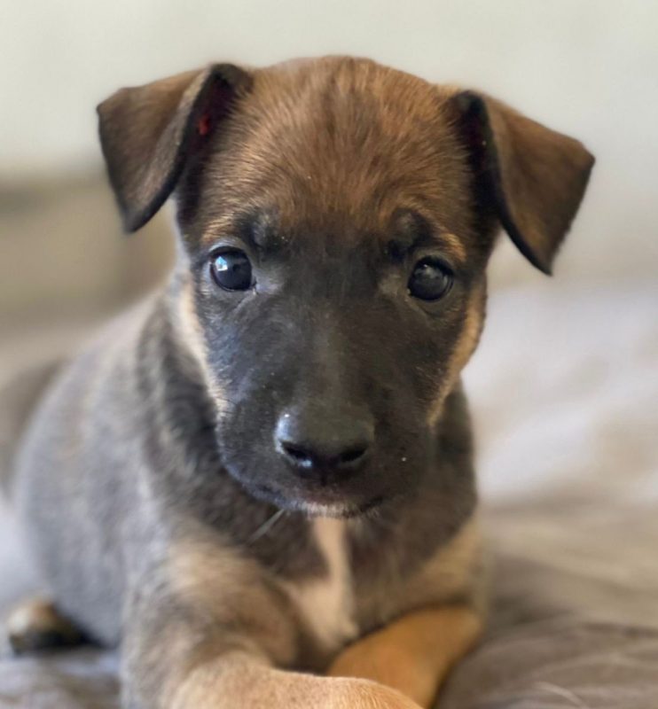 Kenia - Chien à adopter