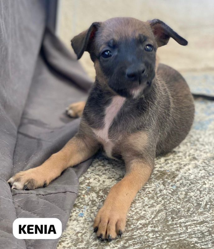 Kenia - Chien à adopter - photo 2