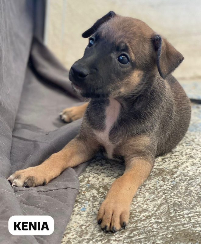 Kenia - Chien à adopter - photo 3